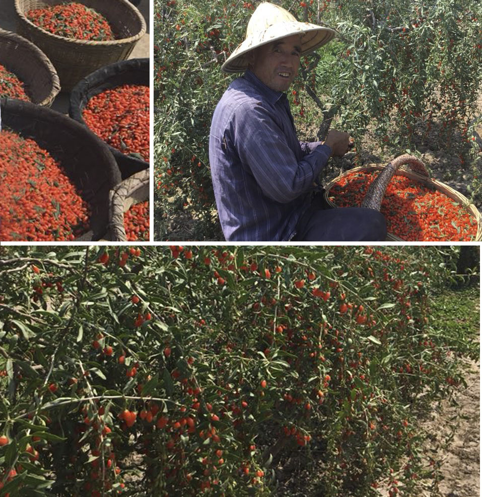 1513218677140645.jpg 未標(biāo)題-1.jpg