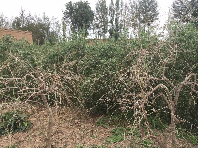 1513218762149965.jpg 6.jpg