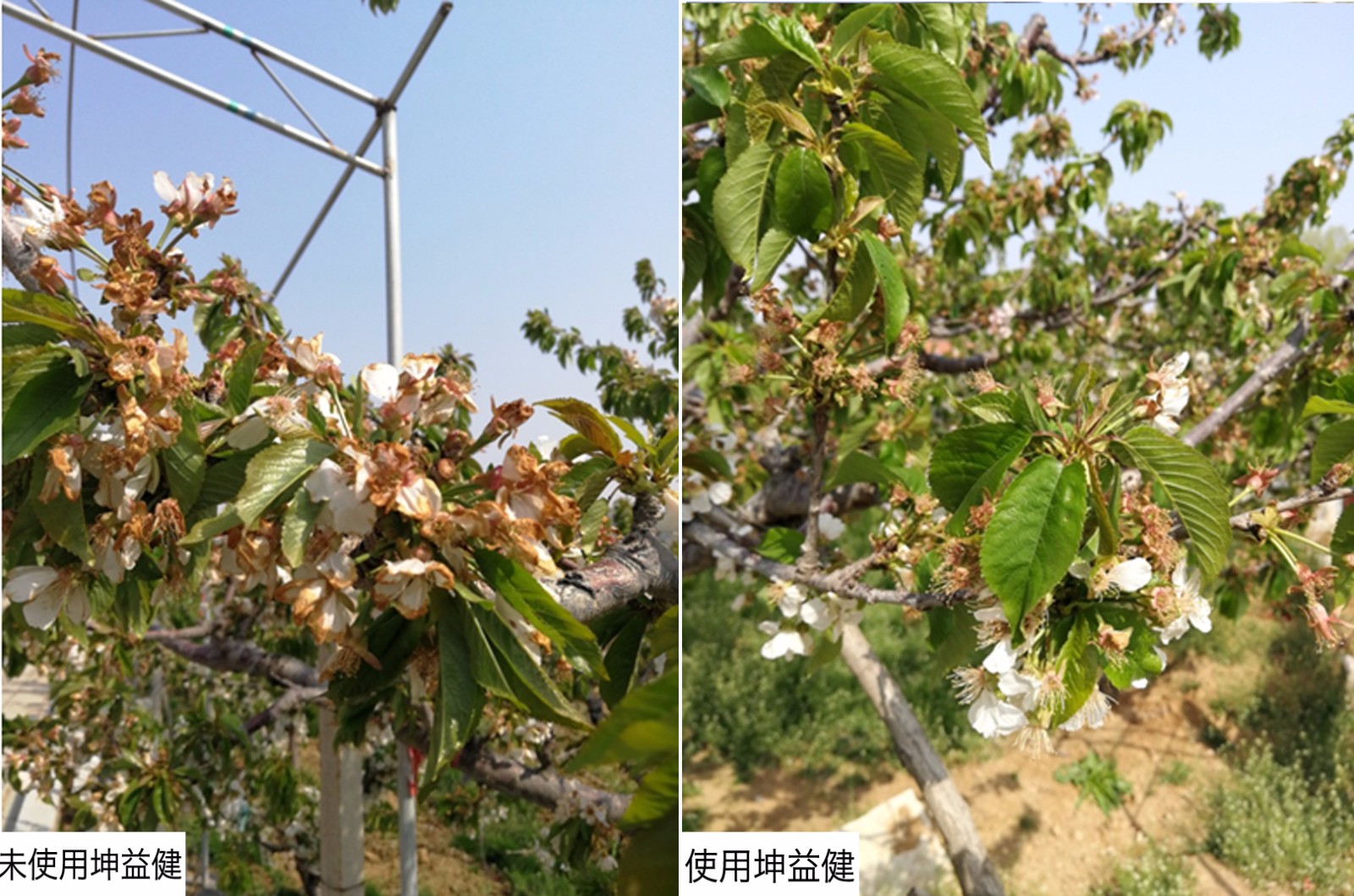 1525331320161197.jpg 對比 花.jpg