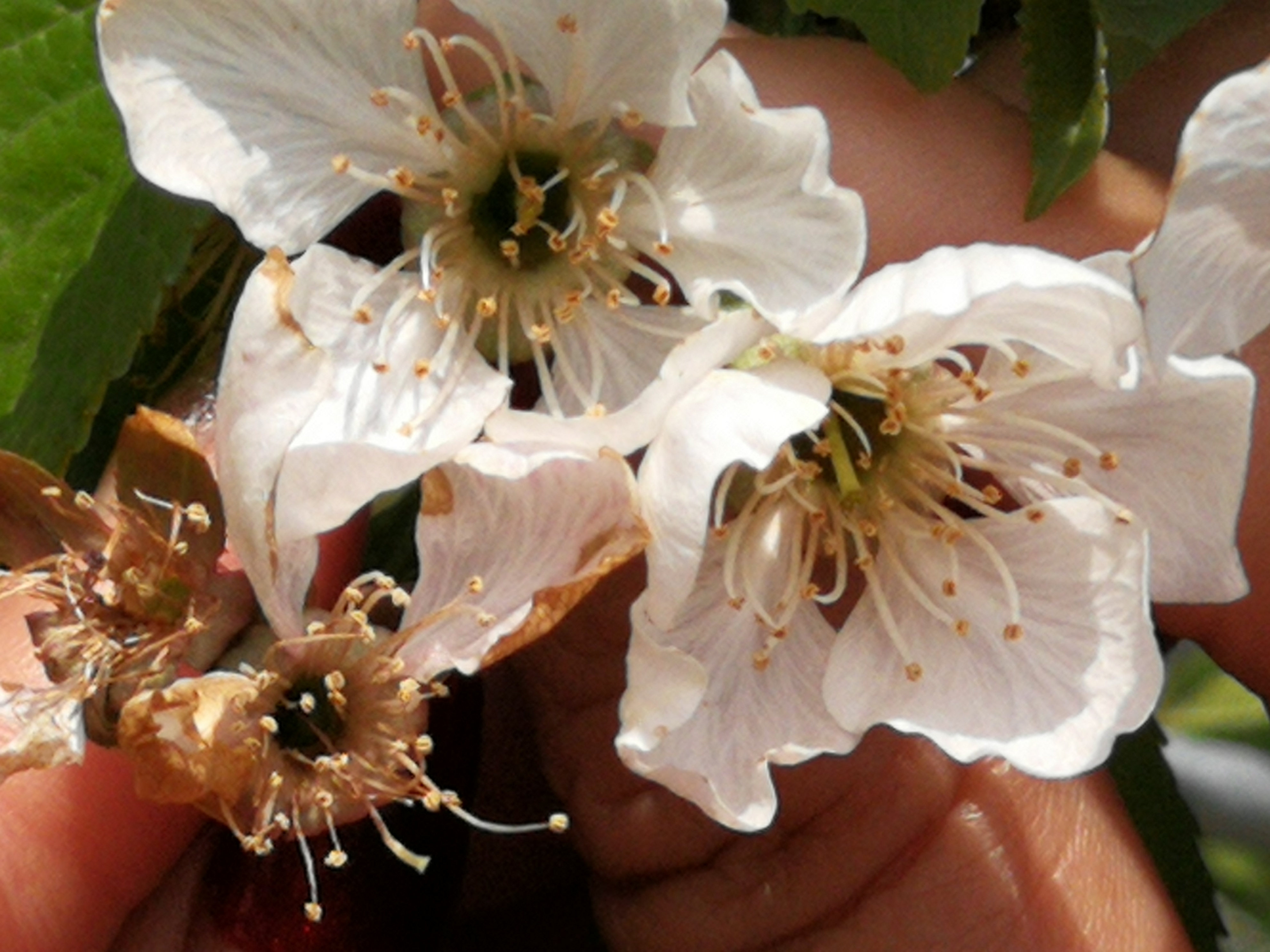 1525331656120441.jpg 微信圖片_20180419104753.jpg