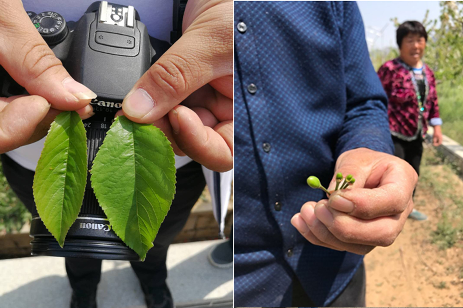 1525331921325320.jpg duibi.jpg