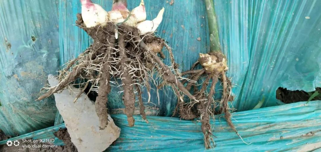 1587956702863206.jpg 微信圖片_20200427110449.jpg