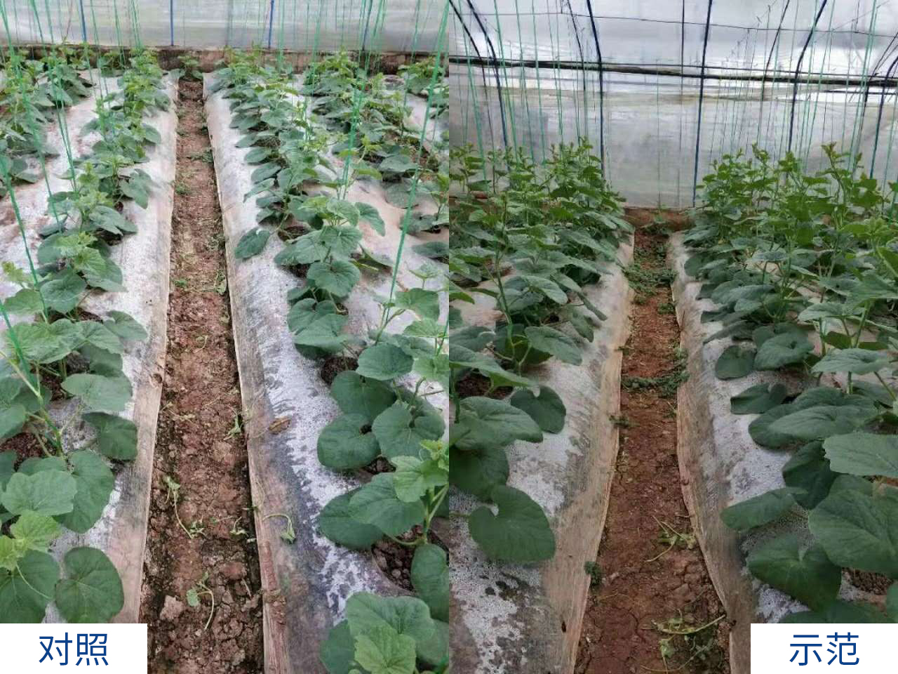 1587956764426212.jpg 微信圖片_20200427100716.jpg