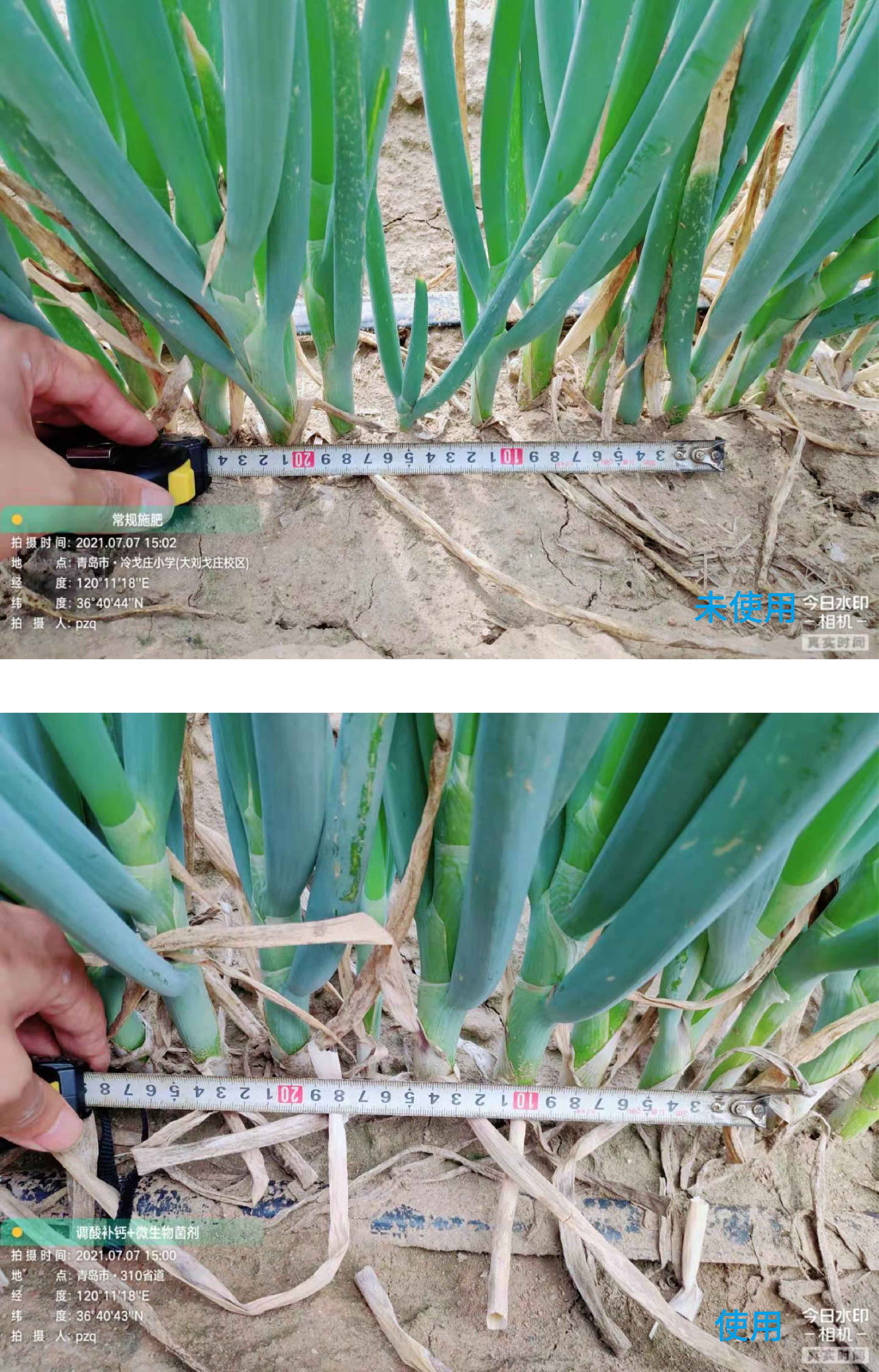 1627003120552354.jpg 小蔥對比4-02.jpg