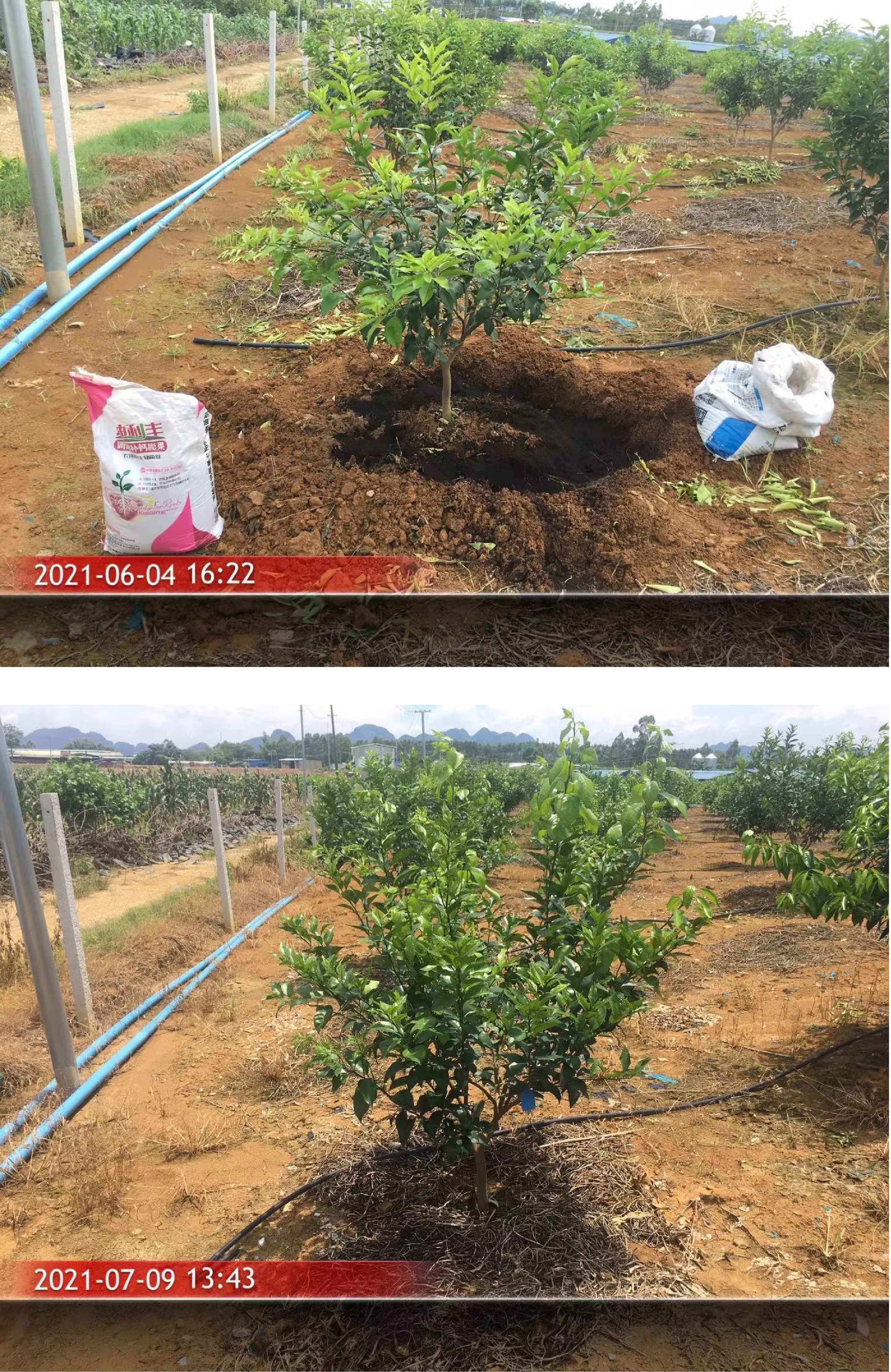 1627003267386803.jpg 柑橘1-01.jpg