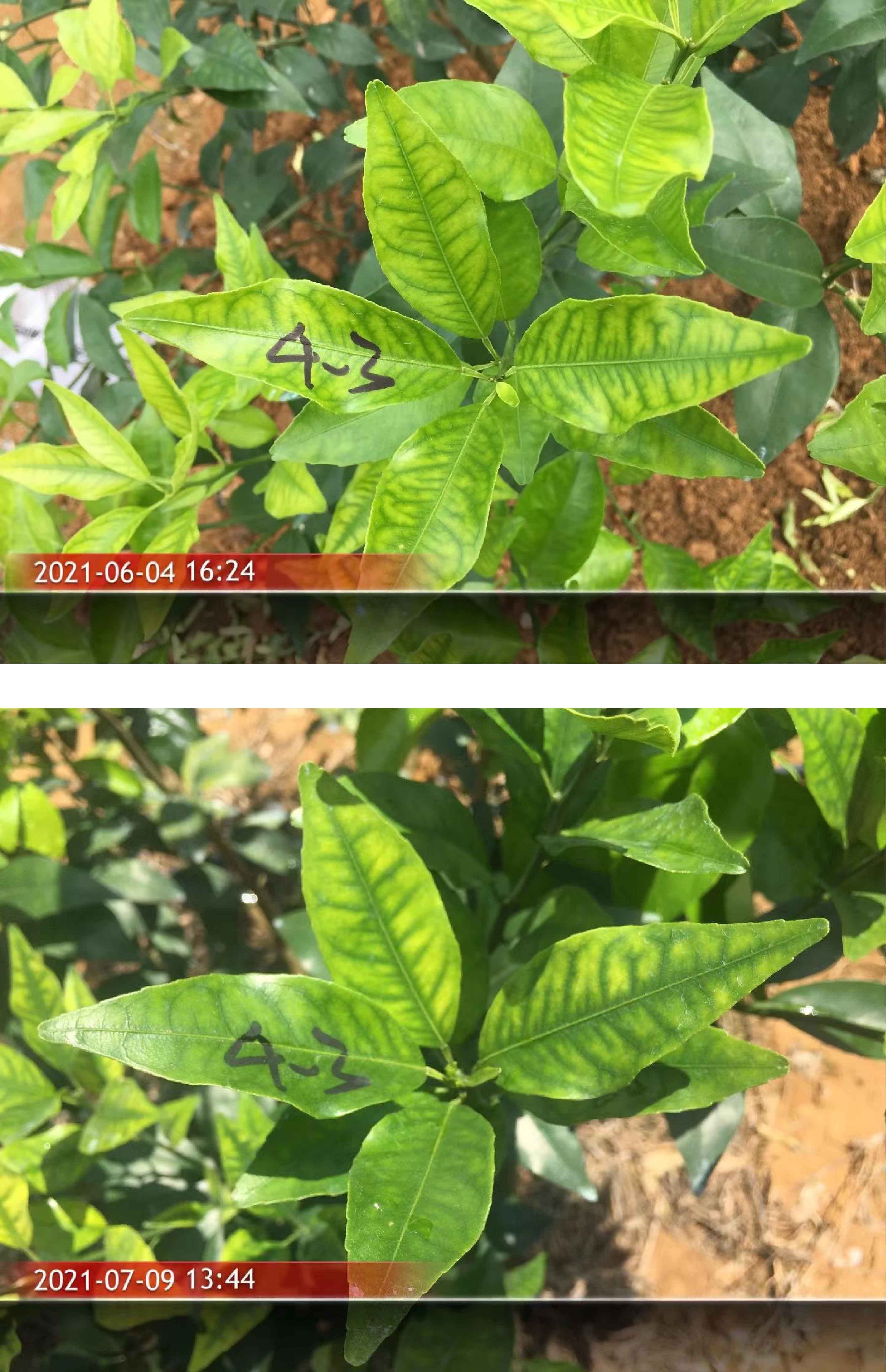 1627003292225687.jpg 柑橘4-01.jpg