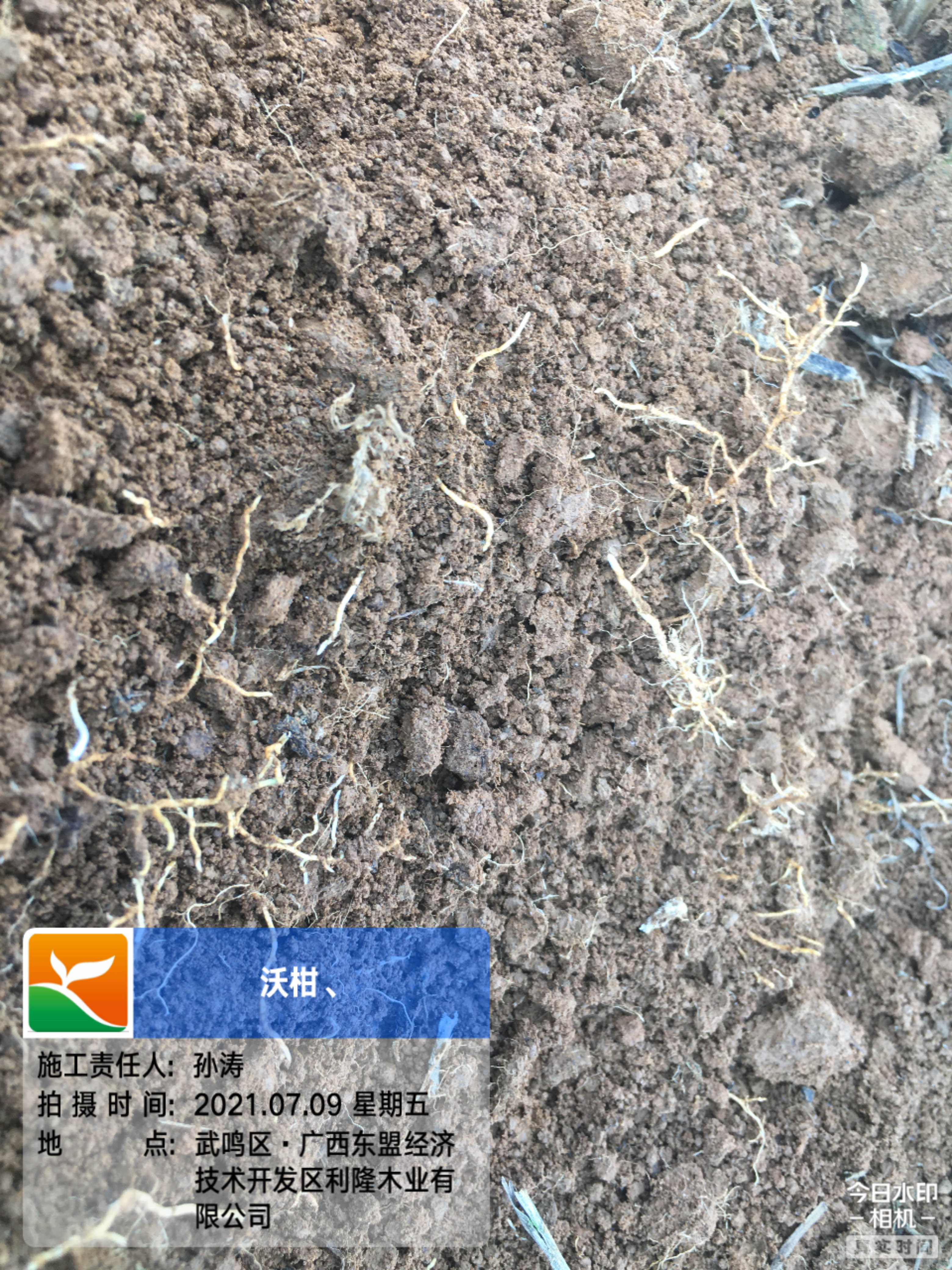 1627003362454298.jpg 柑橘5.jpg