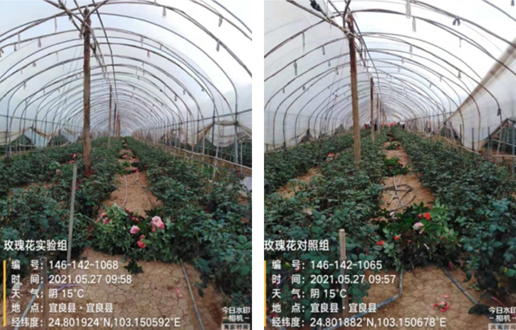 1629364755602482.jpg 3-01.jpg