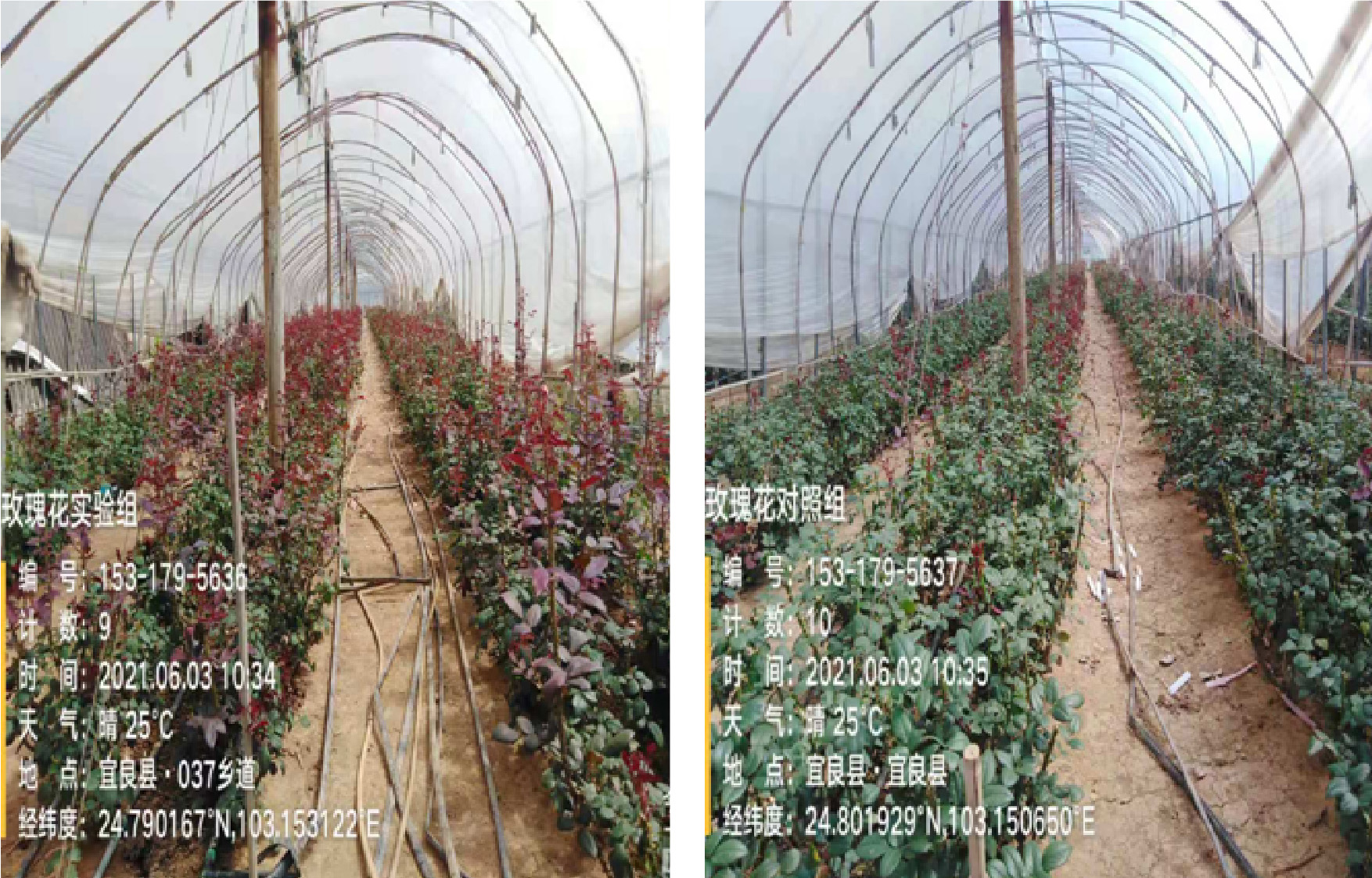 1629364800952888.jpg 5-01.jpg