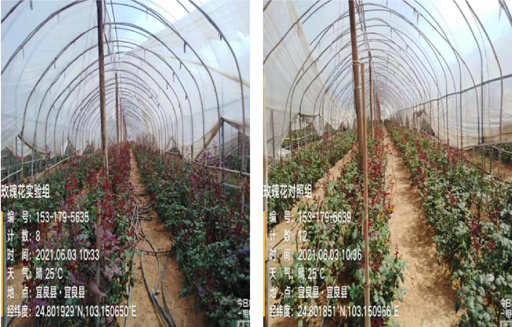 1629364805306257.jpg 6-01.jpg