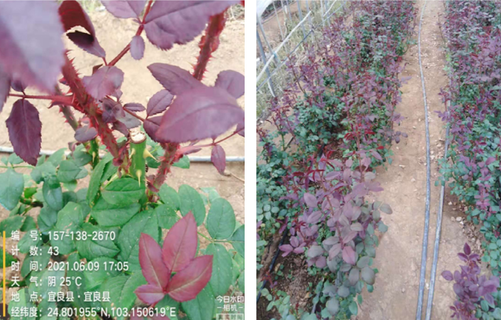 1629364842281841.jpg 9試驗-01.jpg