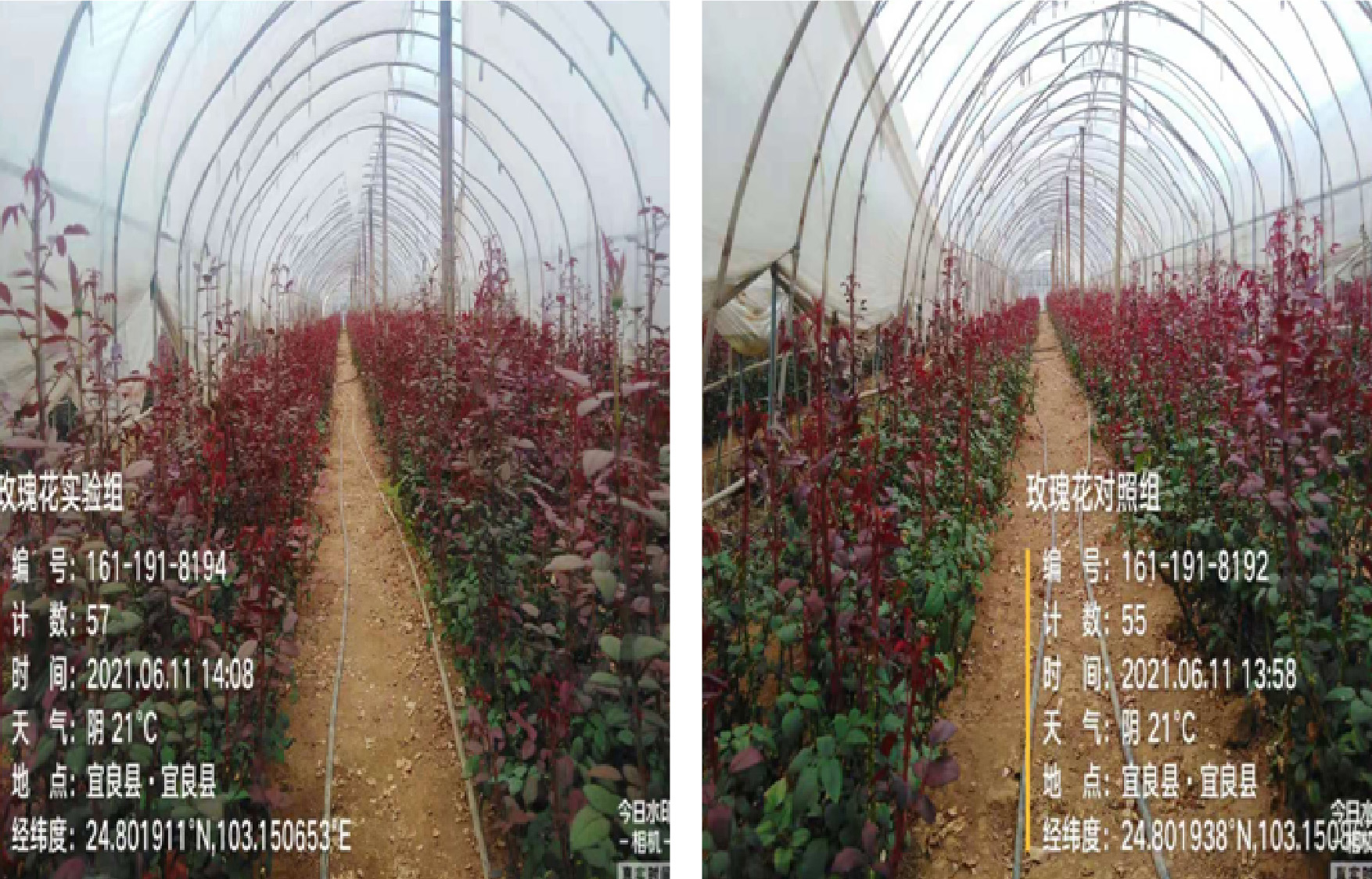 1629364855516797.jpg 10整體實驗對照-01.jpg