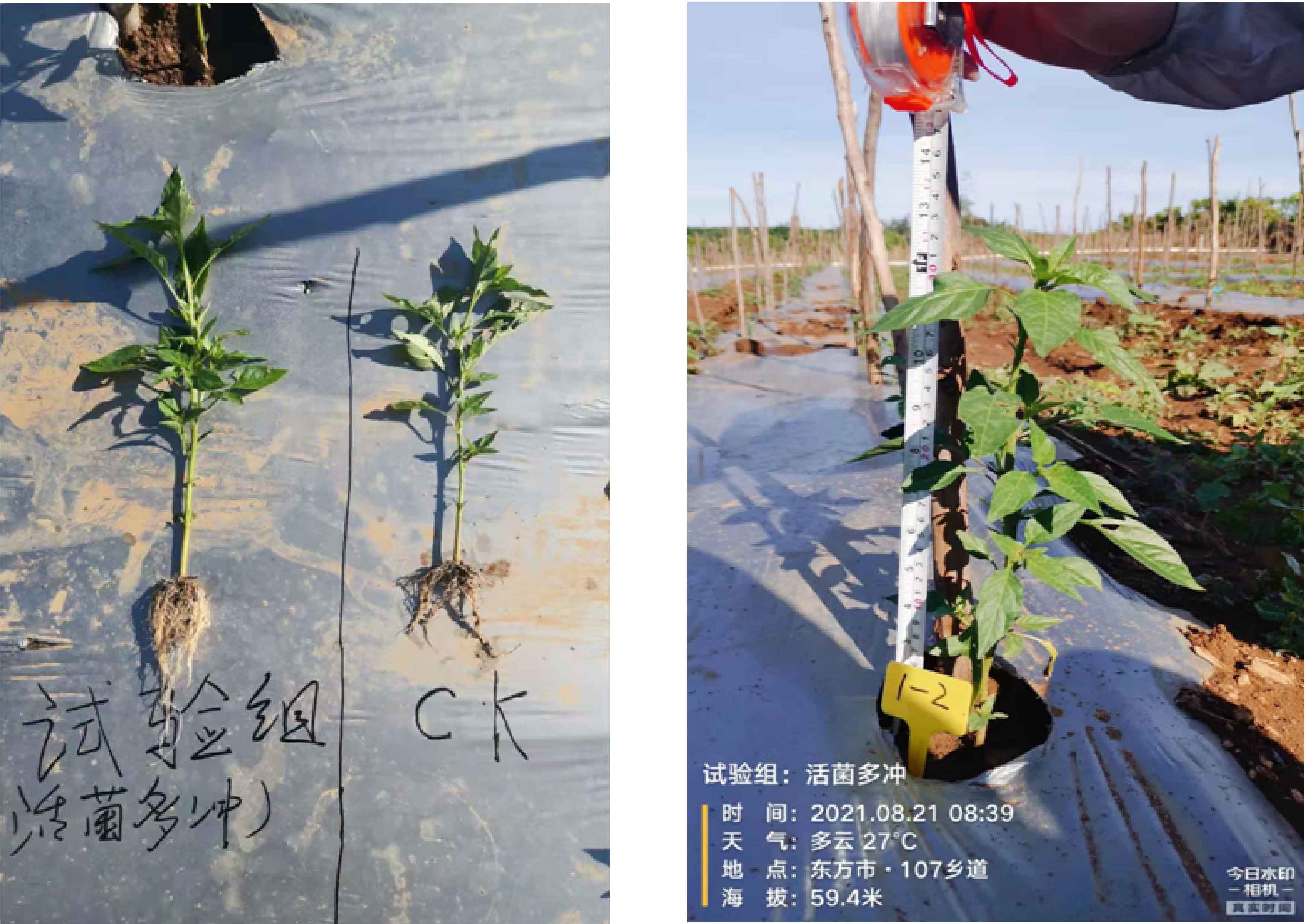 1630563369593400.jpg 11-01.jpg