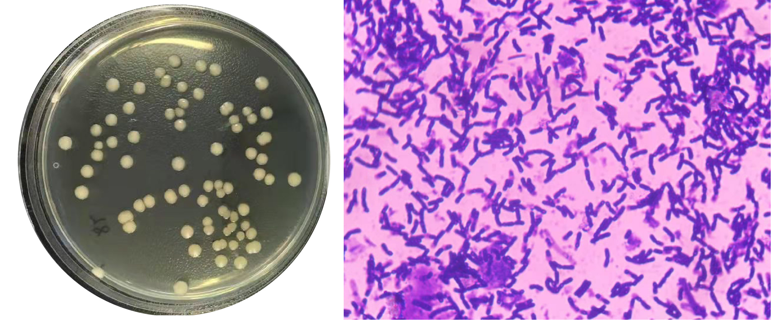 1672887202833616.jpg 巨大-01.jpg