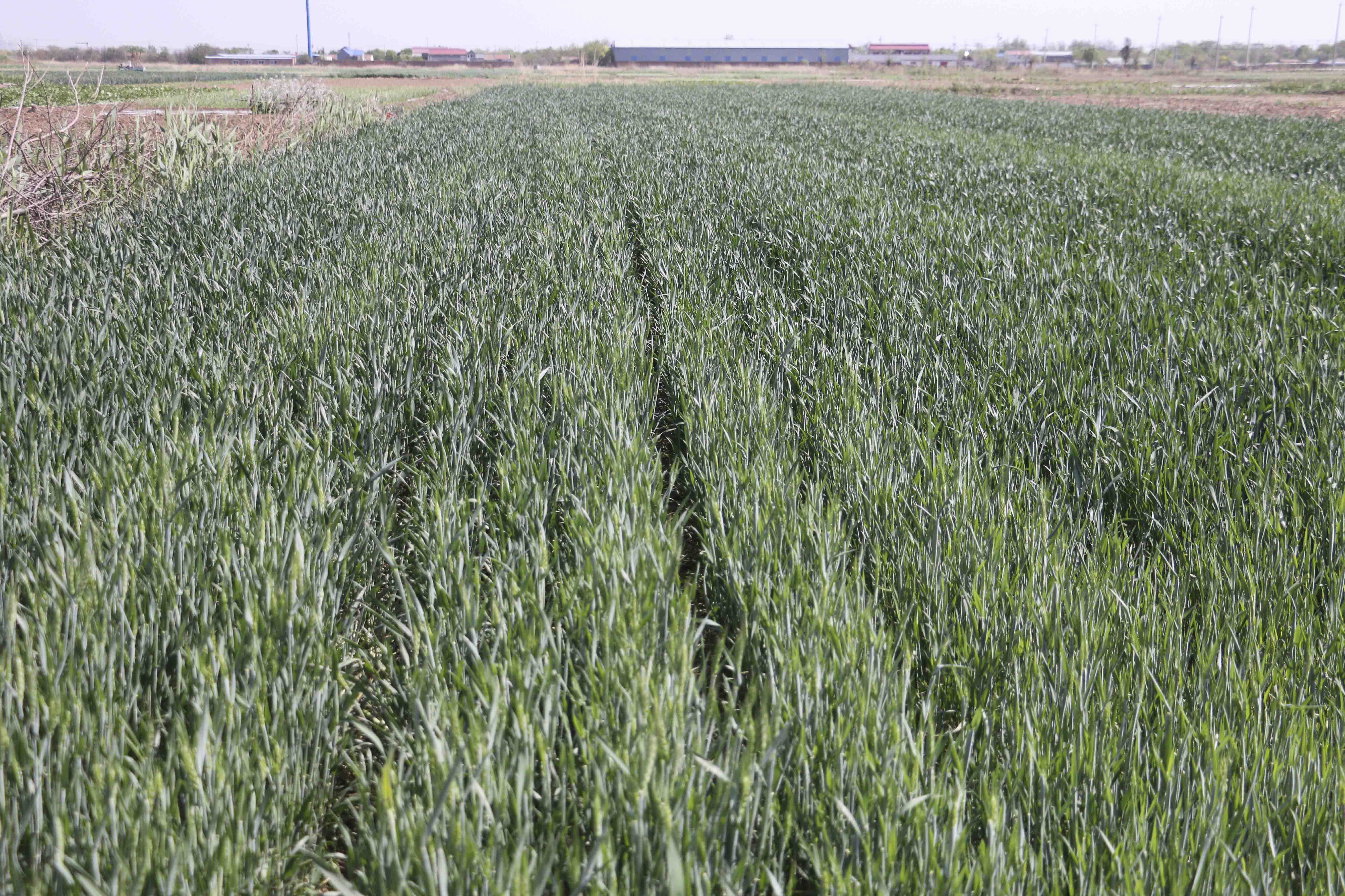 1683615326389799.jpg IMG_0484 壓縮.jpg