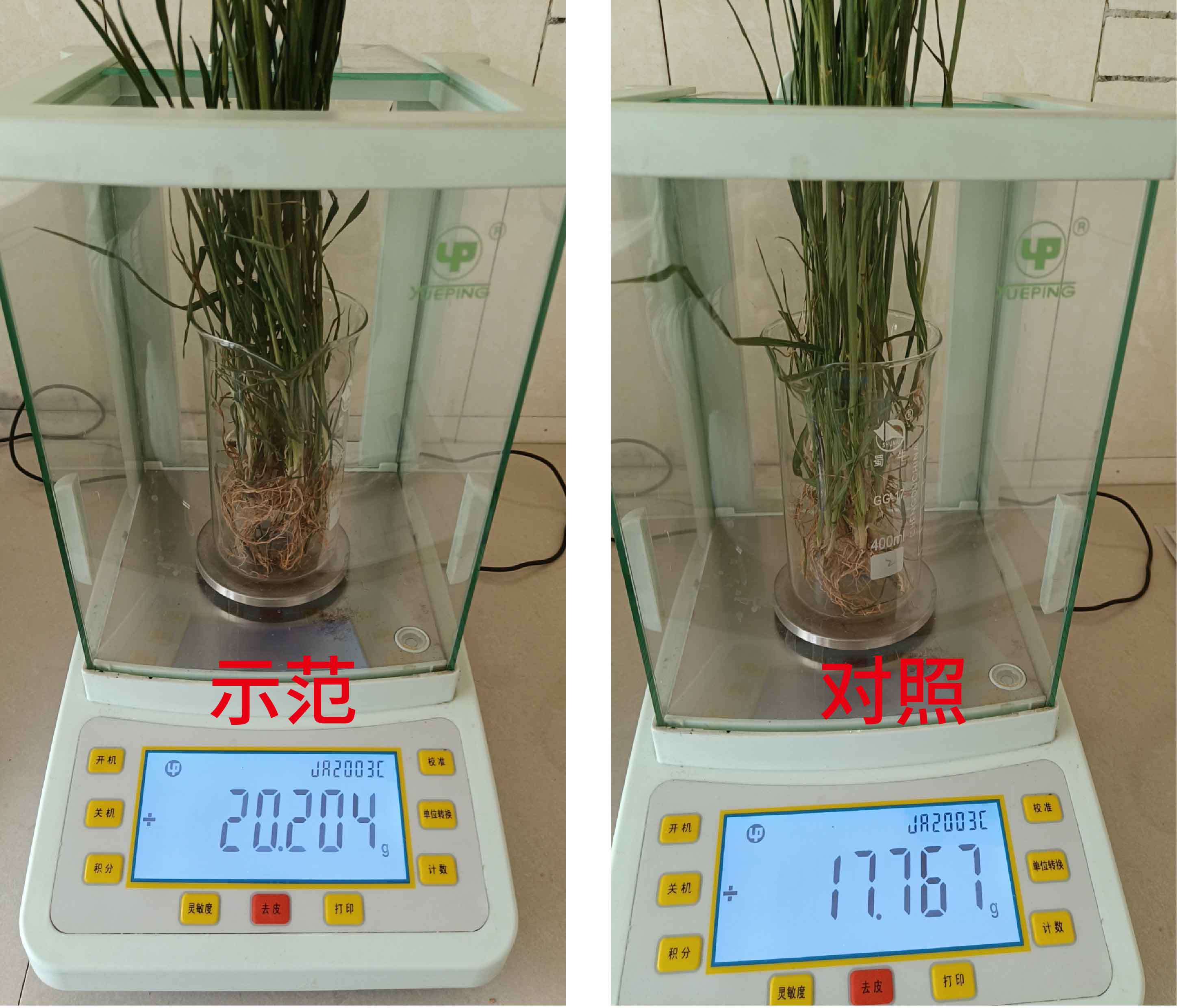 1683615453922098.jpg 根系干重對比-01.jpg